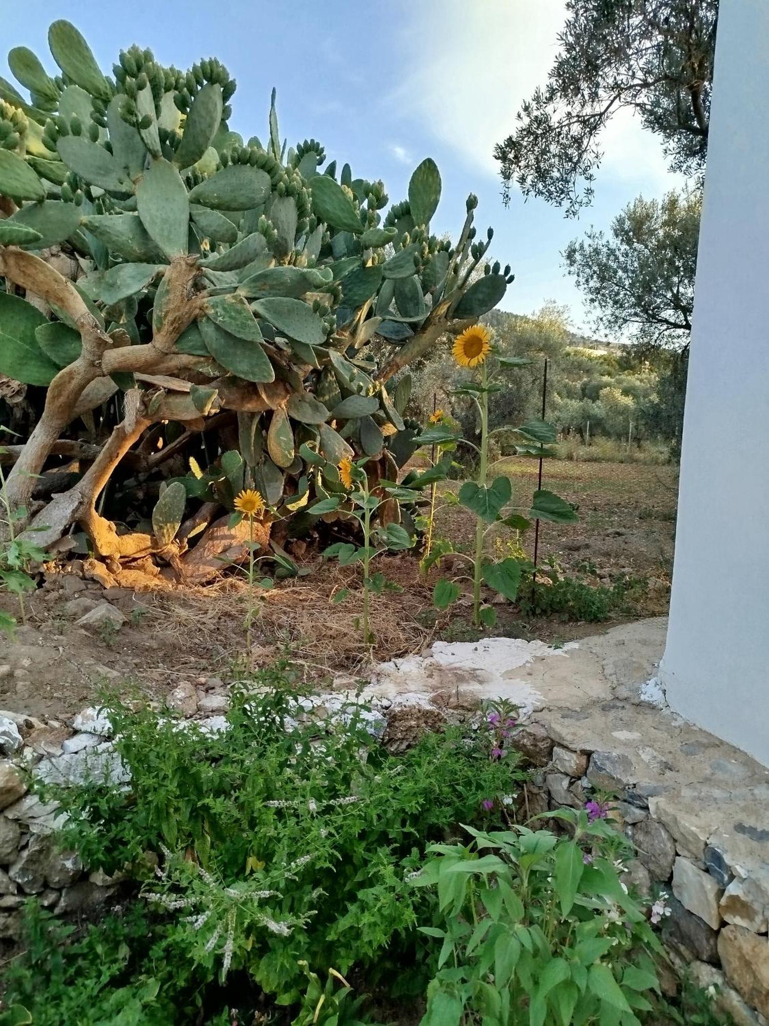 Grandpa's Place Vakantiehuis Lagoudi Zia